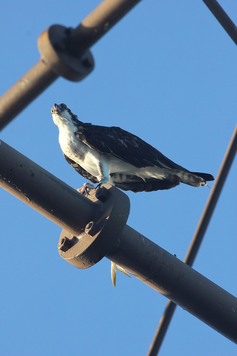 Águila Pescadora - ML113907121