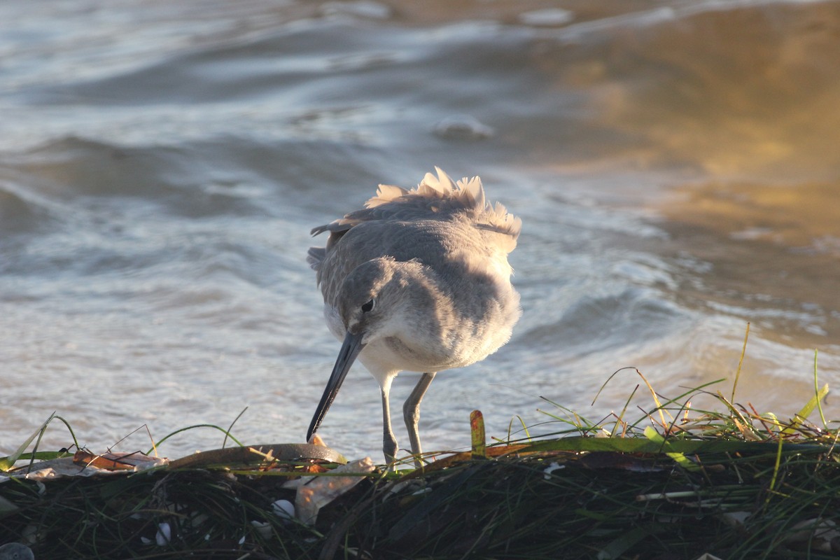 Willet - ML113907141