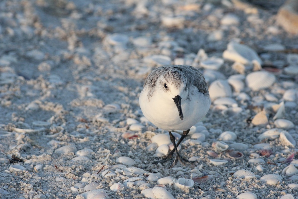 Sanderling - ML113907171