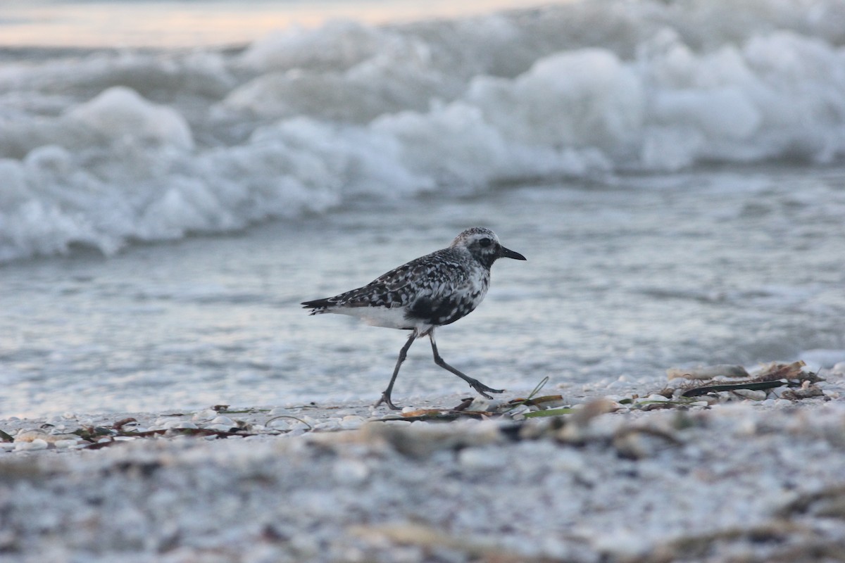 Black-bellied Plover - ML113907191