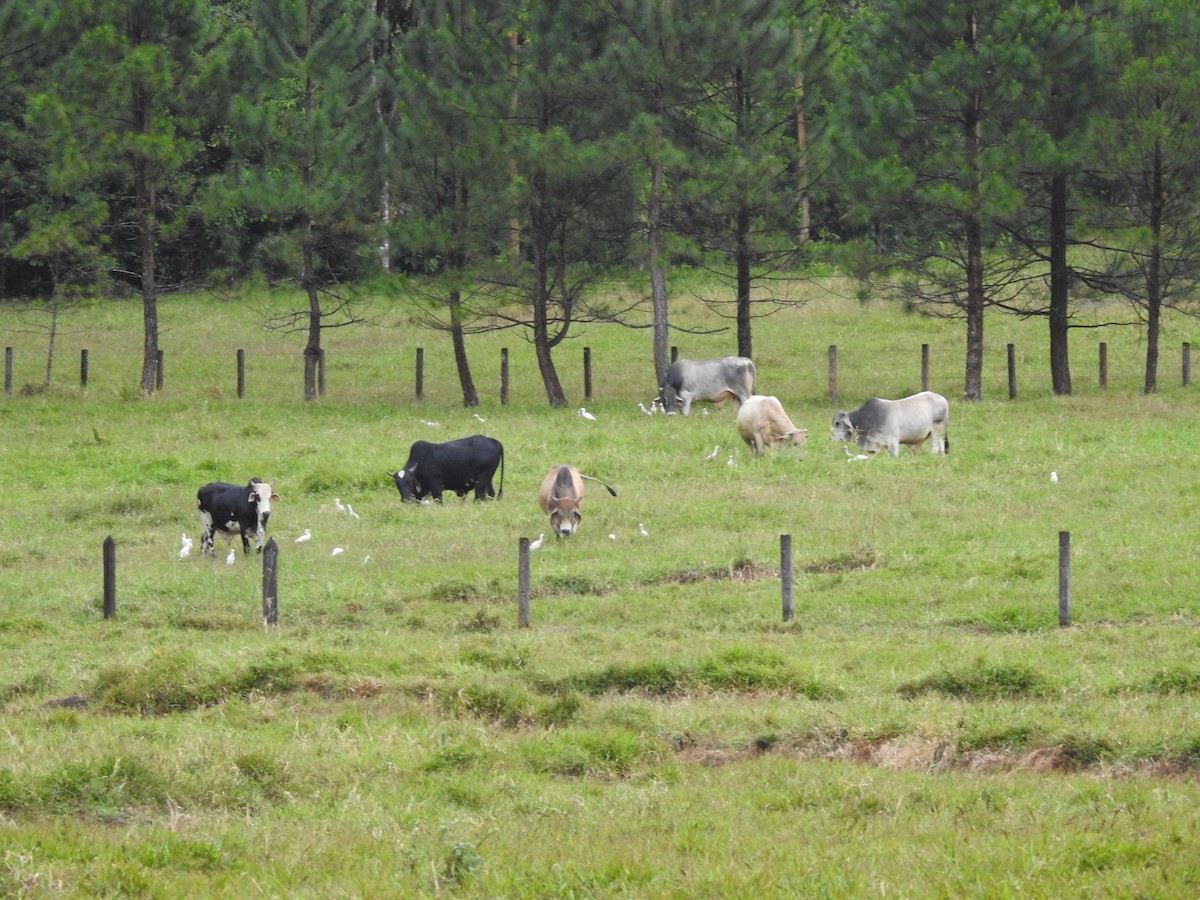 Western Cattle Egret - ML113908141