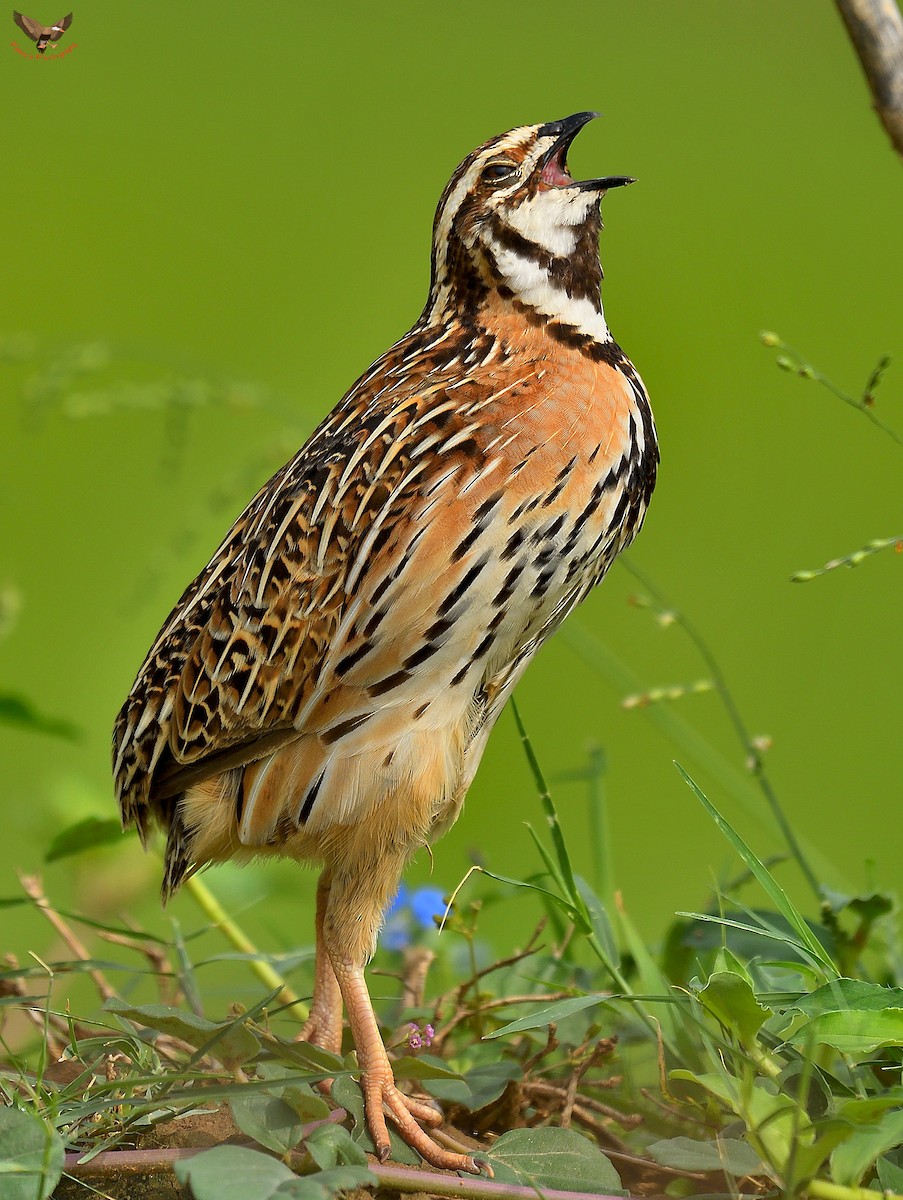 Rain Quail - ML113908221