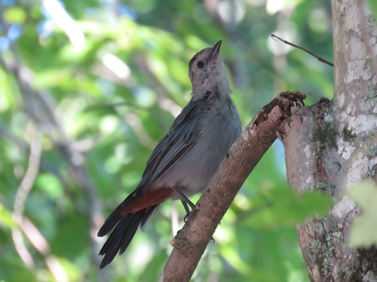 Gray Catbird - ML113908371