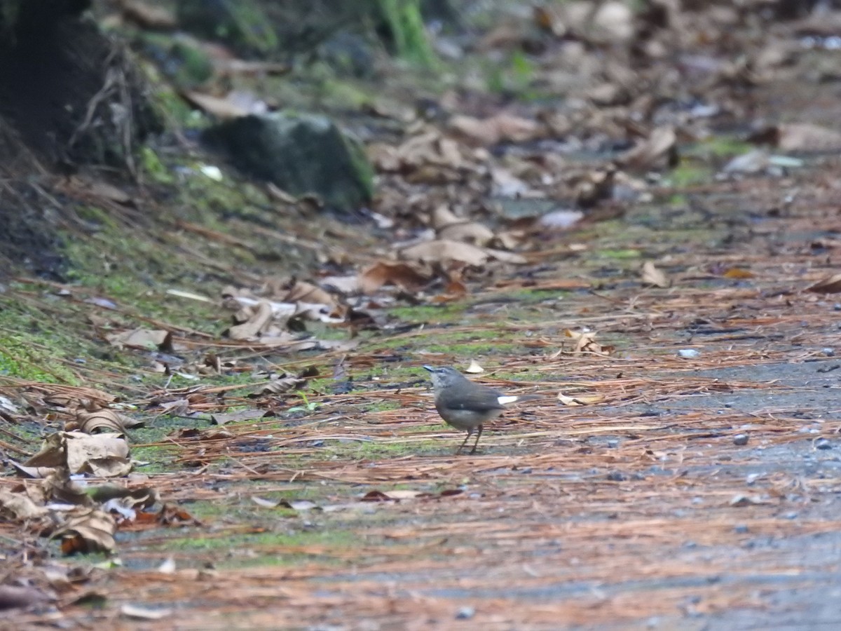 Buff-rumped Warbler - ML113908421