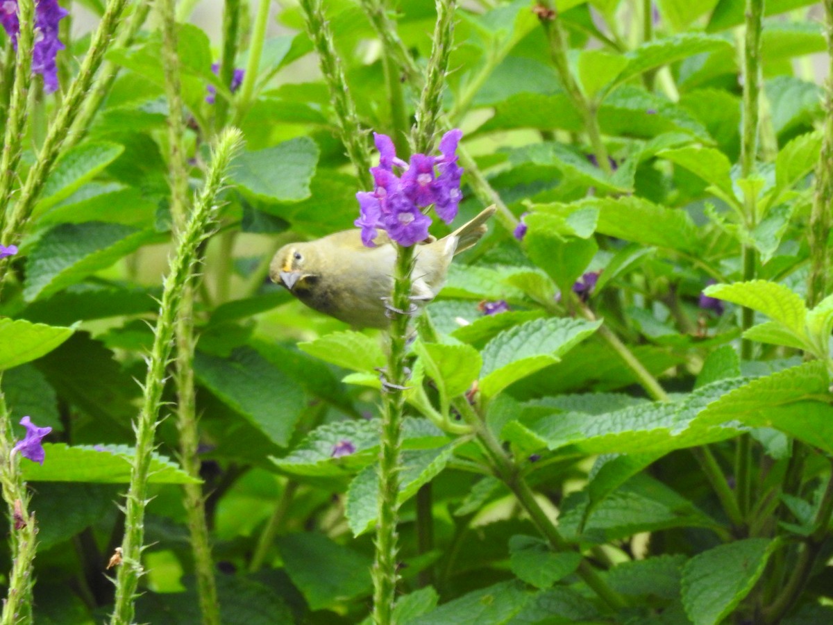 Yellow-faced Grassquit - ML113908651