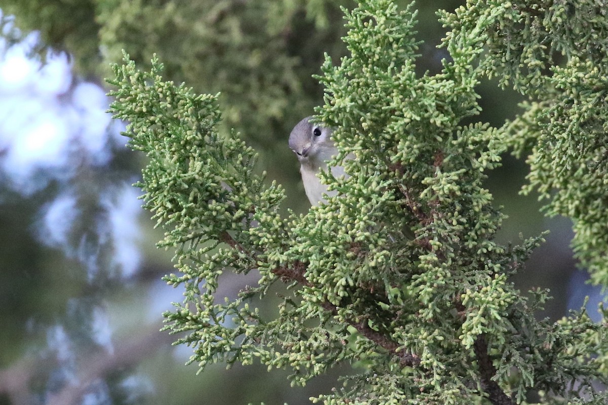 Ötücü Vireo - ML113909791