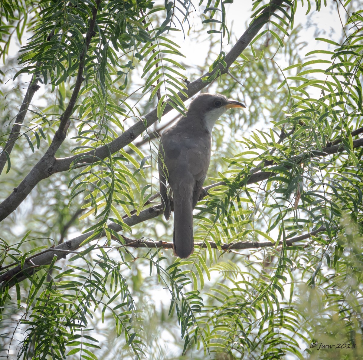 Yellow-billed Cuckoo - ML113910461