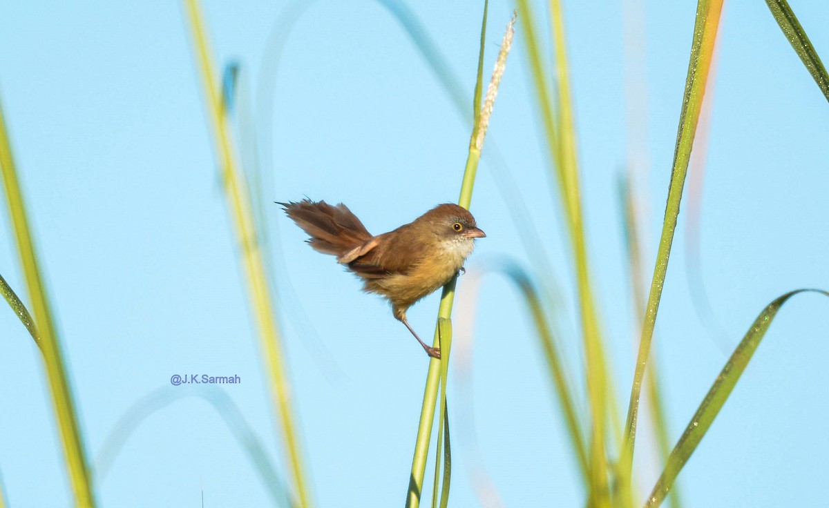 Jerdon's Babbler - ML113911121