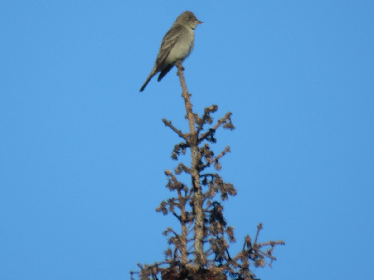 Western Wood-Pewee - ML113912321