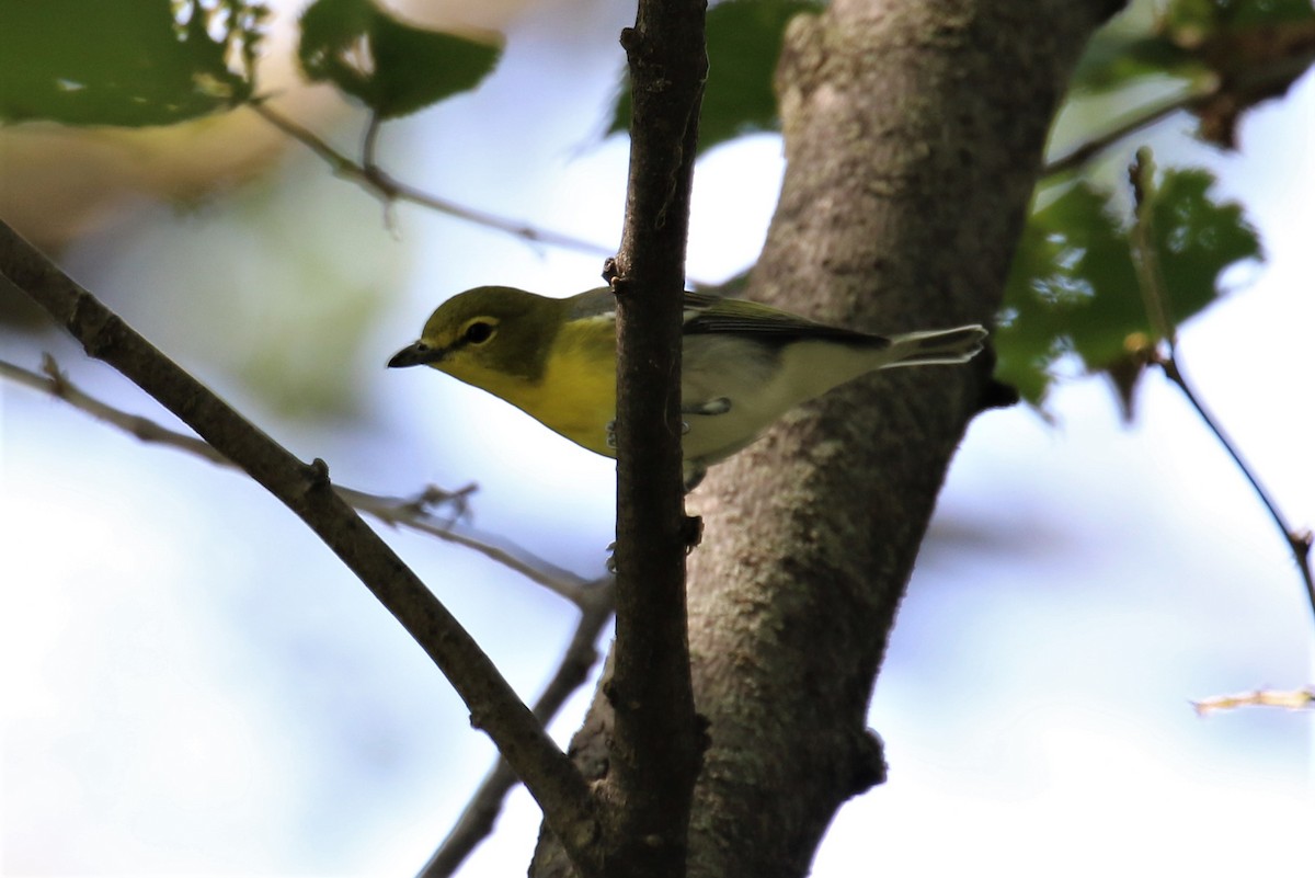 Vireo Gorjiamarillo - ML113912421