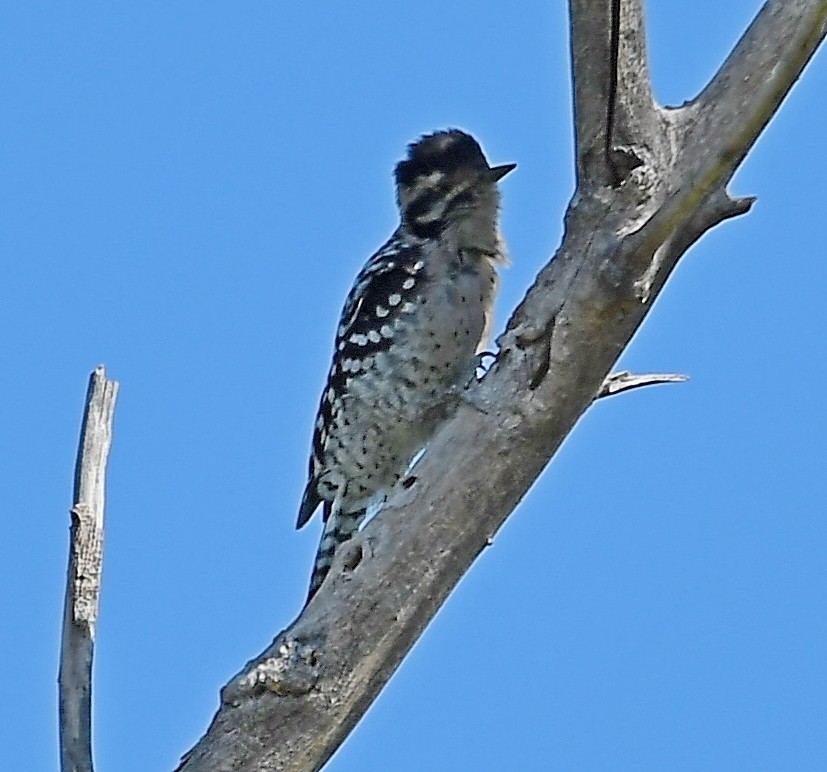 Ladder-backed Woodpecker - ML113912931