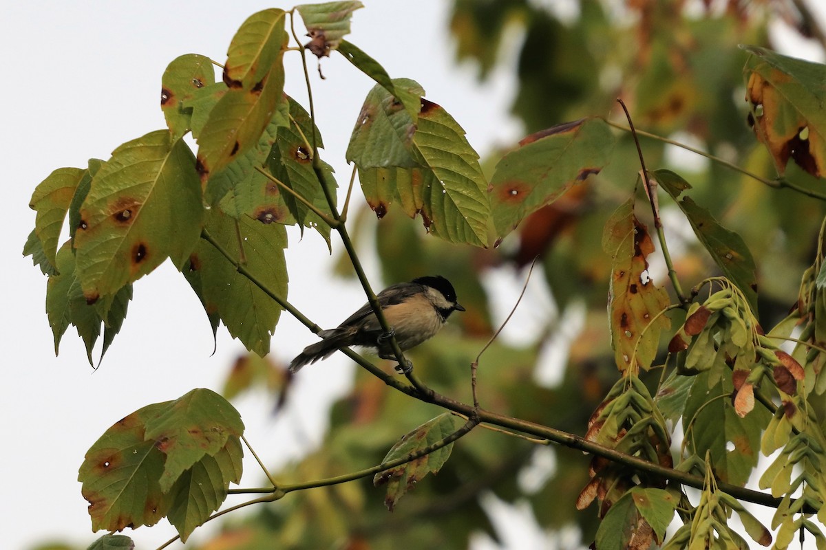 Carolina Chickadee - ML113914641