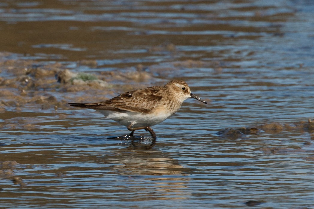 Bairdstrandläufer - ML113917171