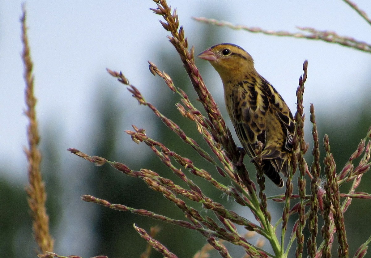 Bobolink - ML113917291