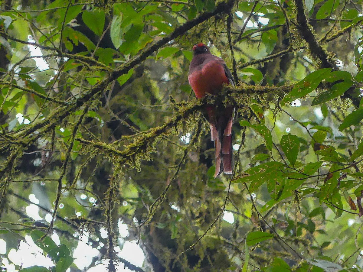 Ward's Trogon - Mike Prince