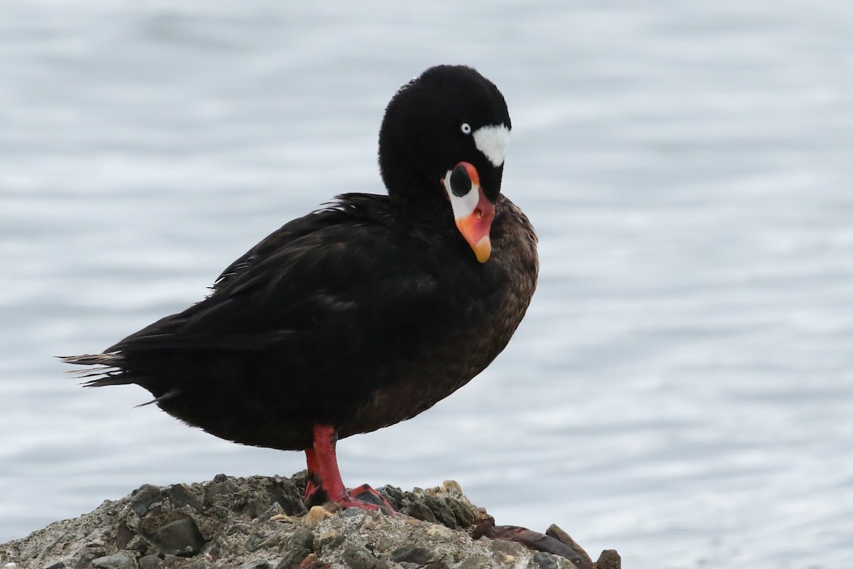 Surf Scoter - David Yeamans