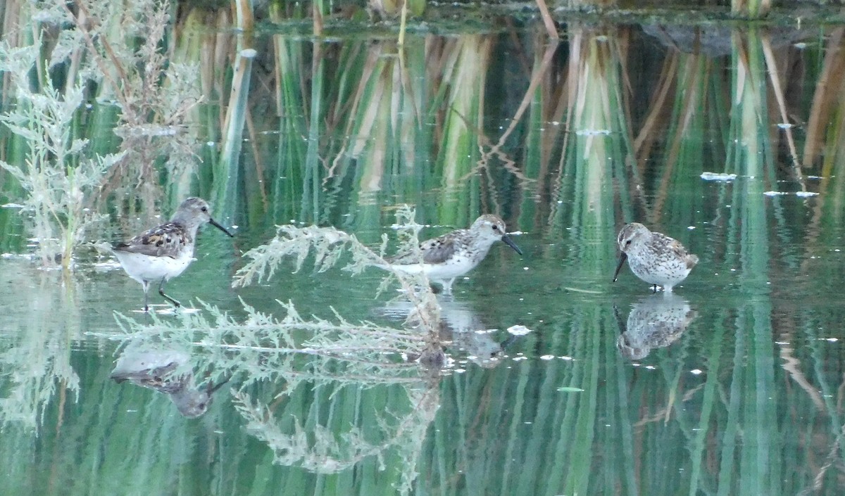 Bergstrandläufer - ML113918251