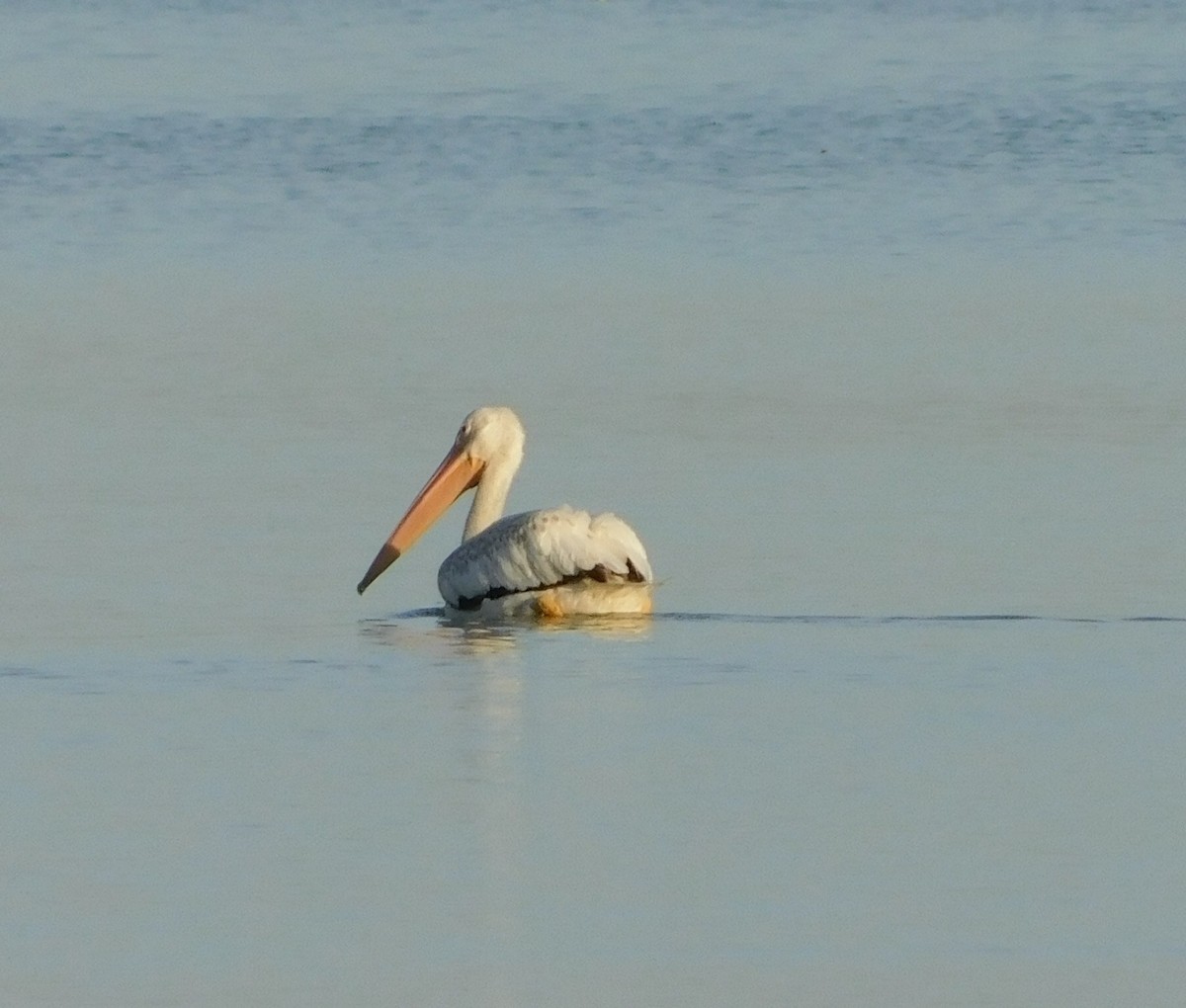 American White Pelican - ML113918301