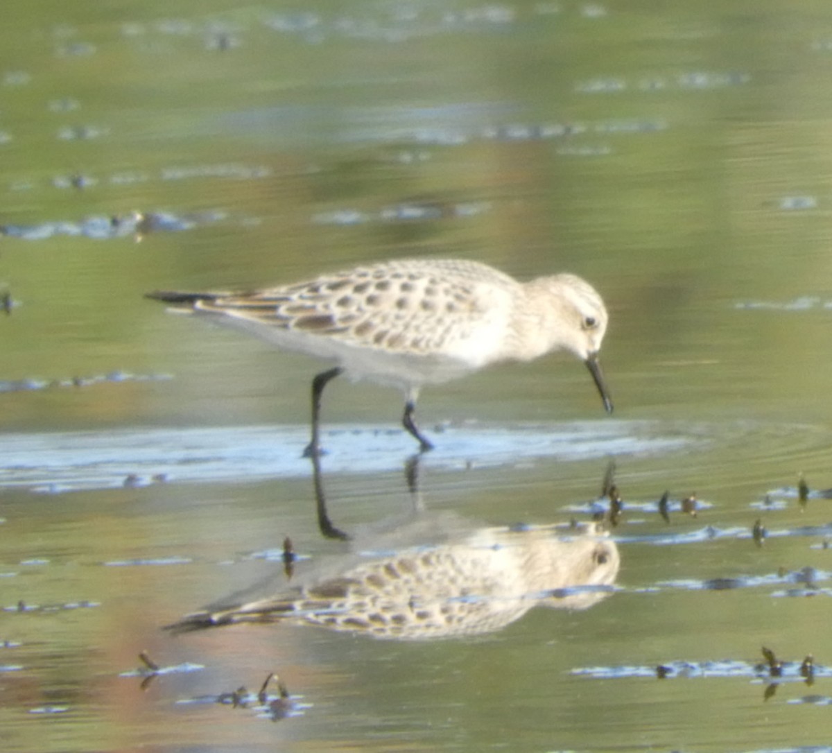 Baird's Sandpiper - Clem Nilan