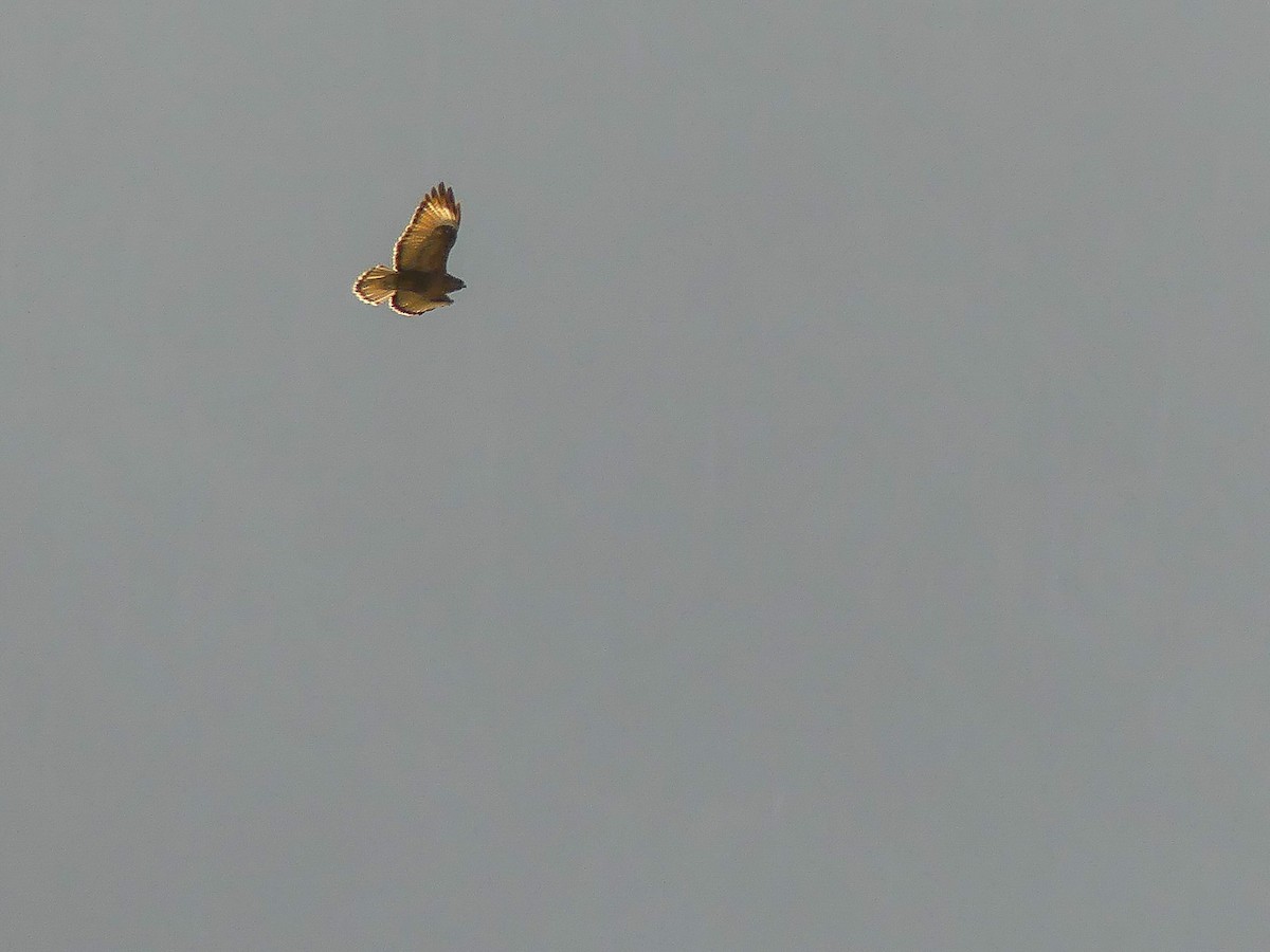 Himalayan Buzzard - Mike Prince