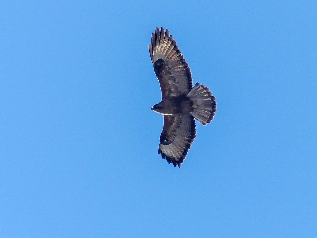 Himalayan Buzzard - ML113920581