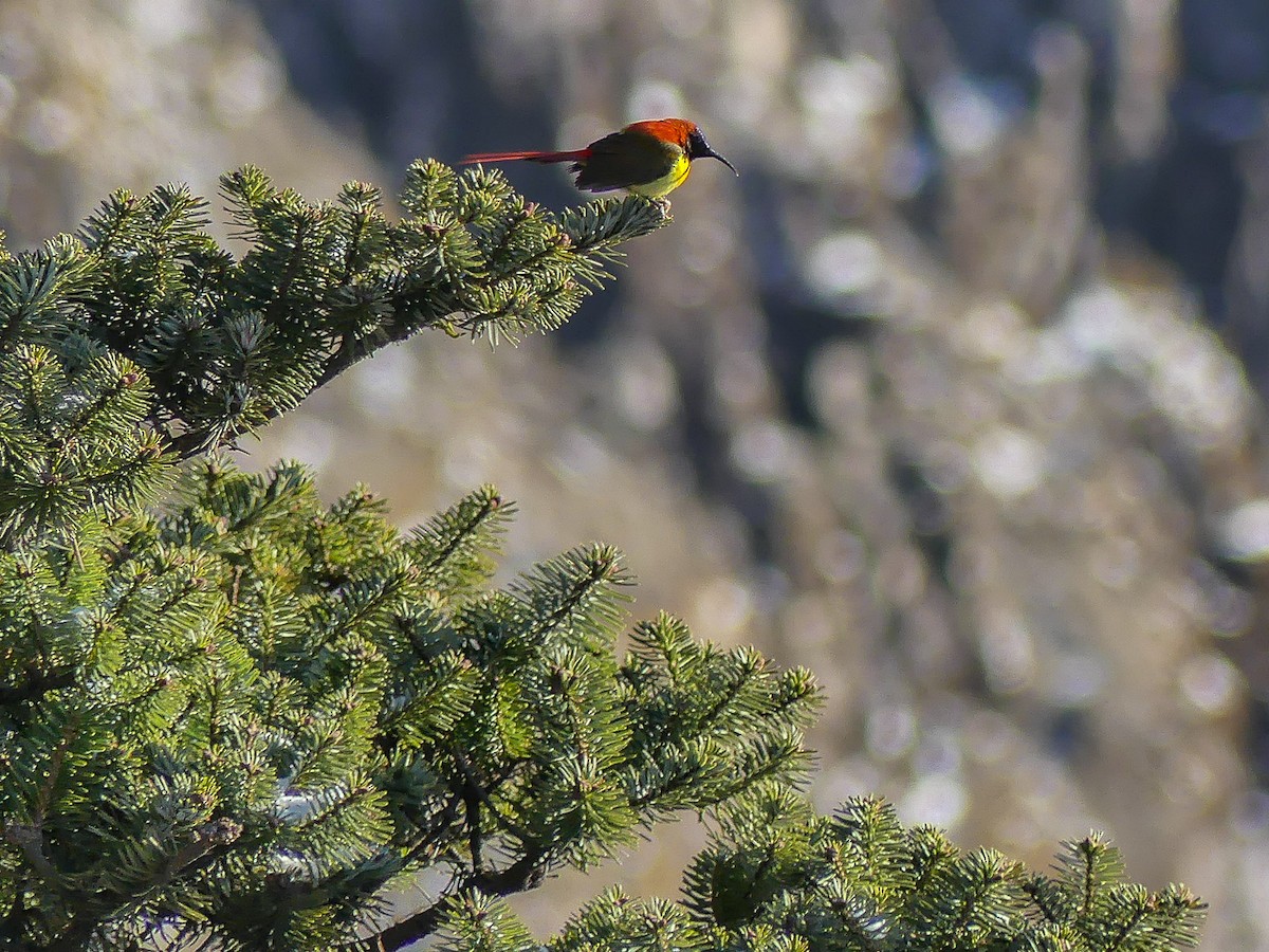 Fire-tailed Sunbird - Mike Prince