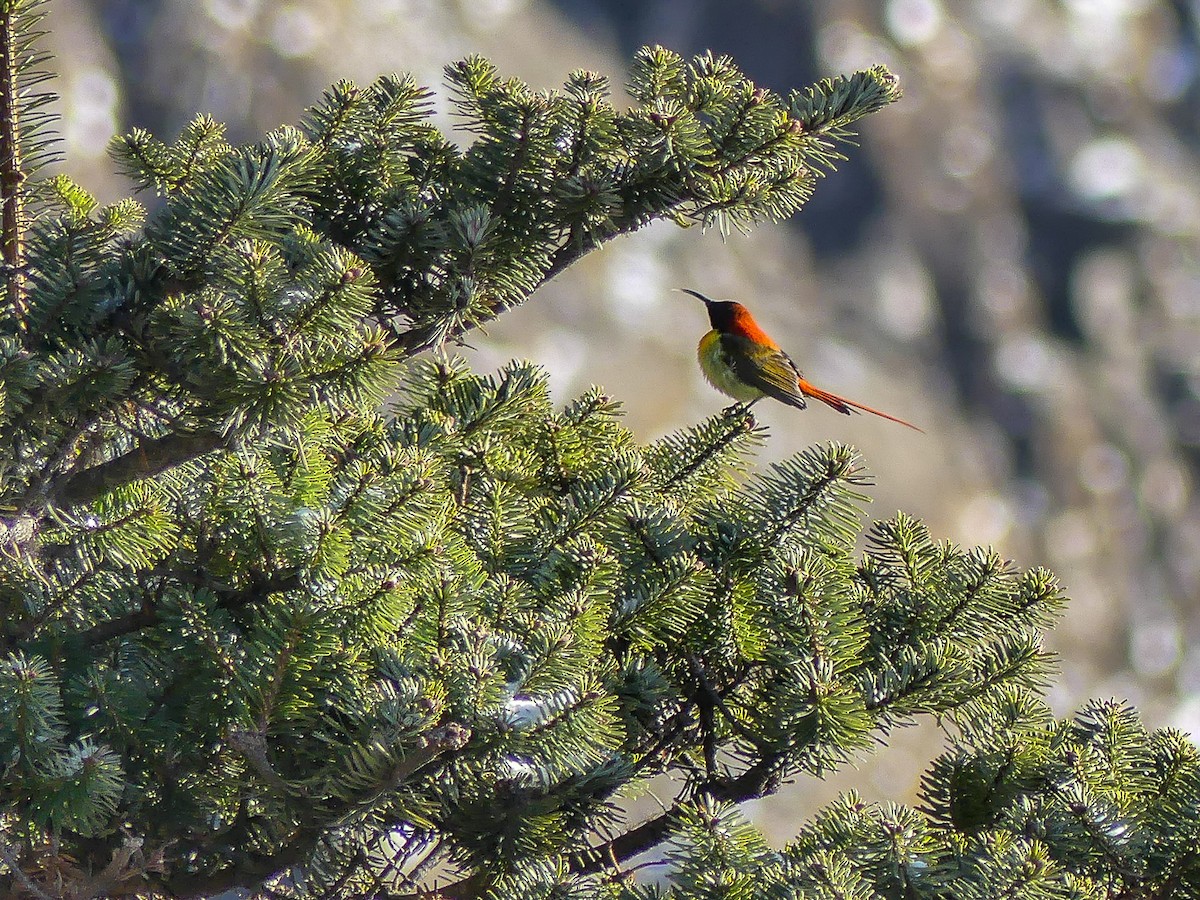 Fire-tailed Sunbird - Mike Prince