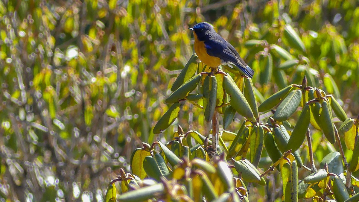 Rufous-breasted Bush-Robin - Mike Prince