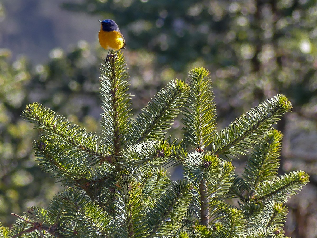 Rufous-breasted Bush-Robin - ML113920821