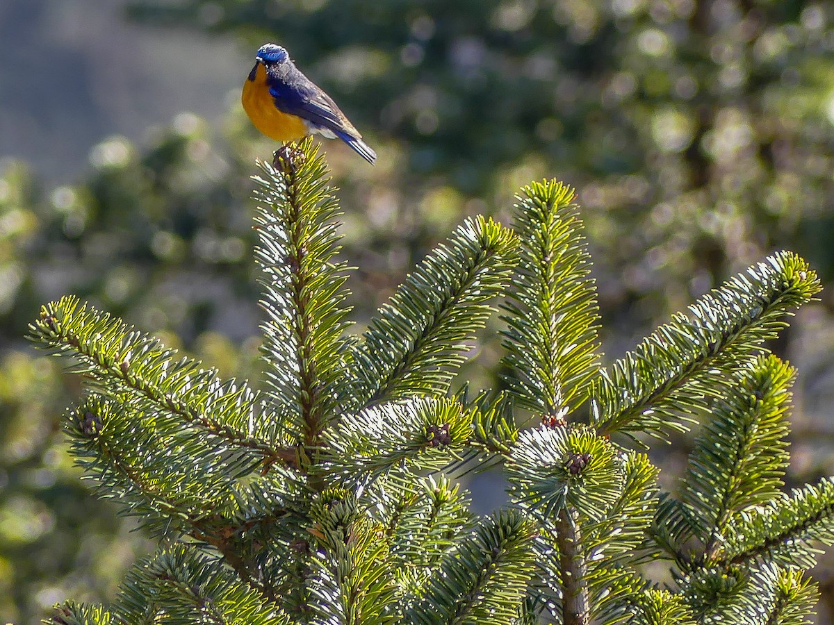 Rufous-breasted Bush-Robin - ML113920831