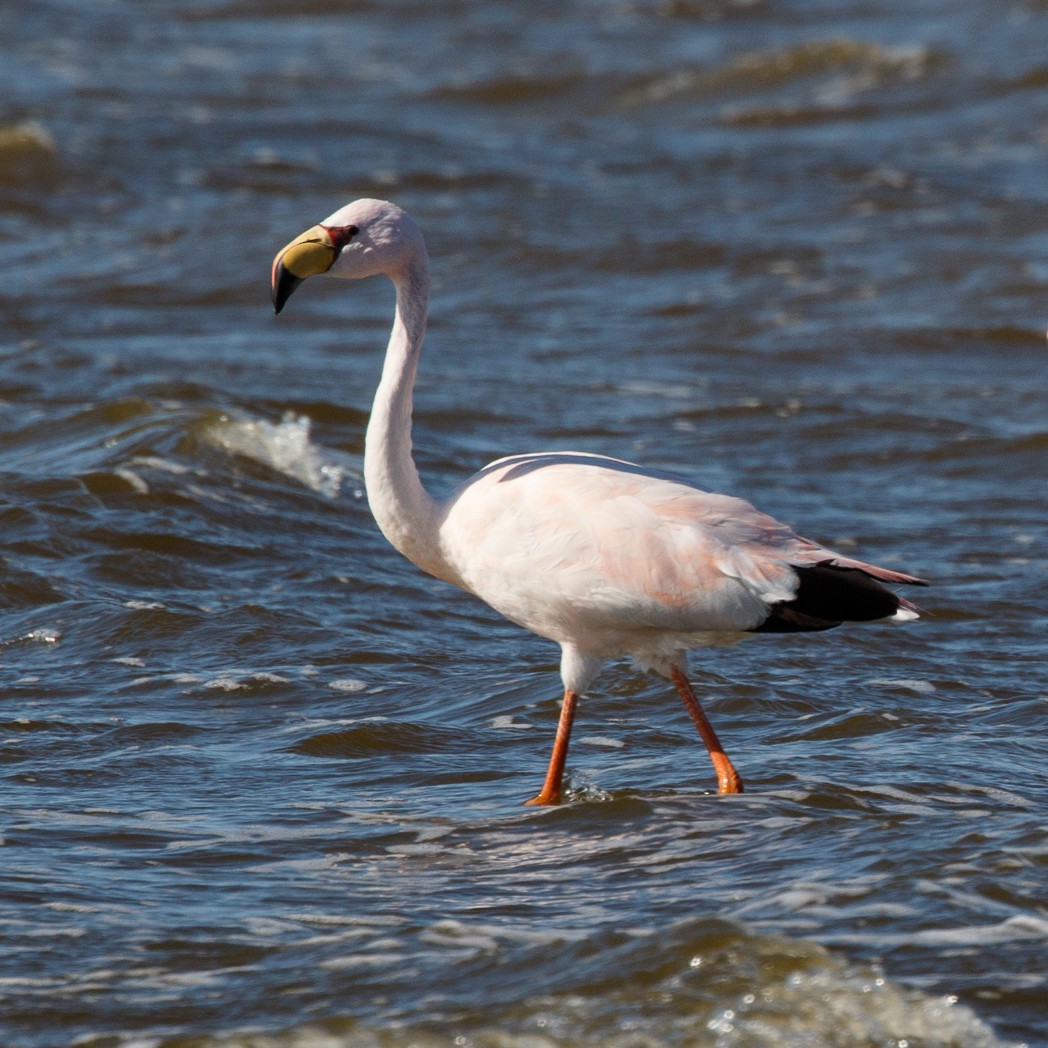 James's Flamingo - Silvia Faustino Linhares