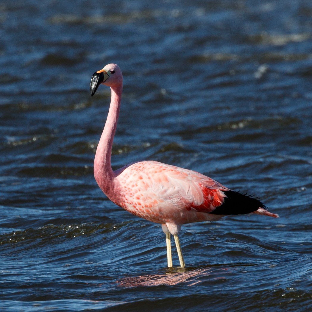 Andenflamingo - ML113921391