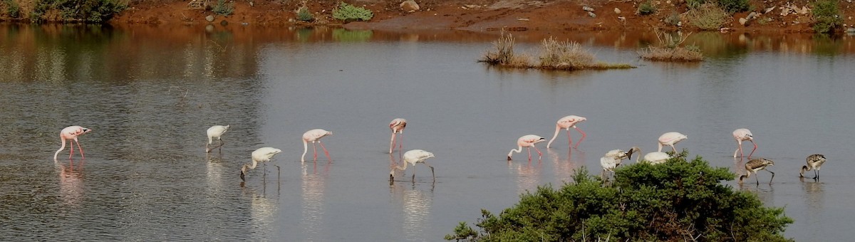 Lesser Flamingo - ML113921781