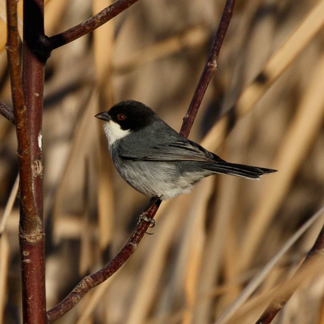 Black-capped Warbling Finch - ML113923341