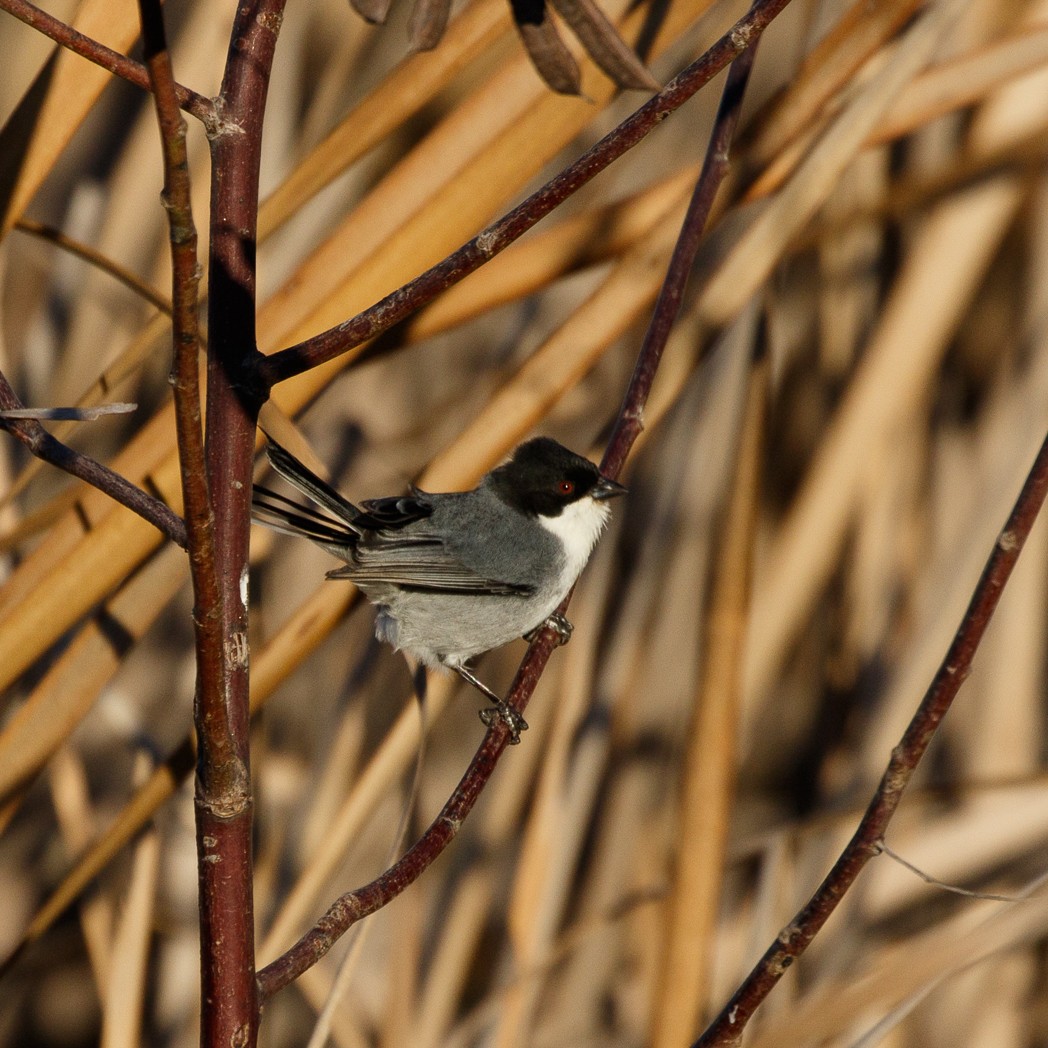 Black-capped Warbling Finch - ML113923351