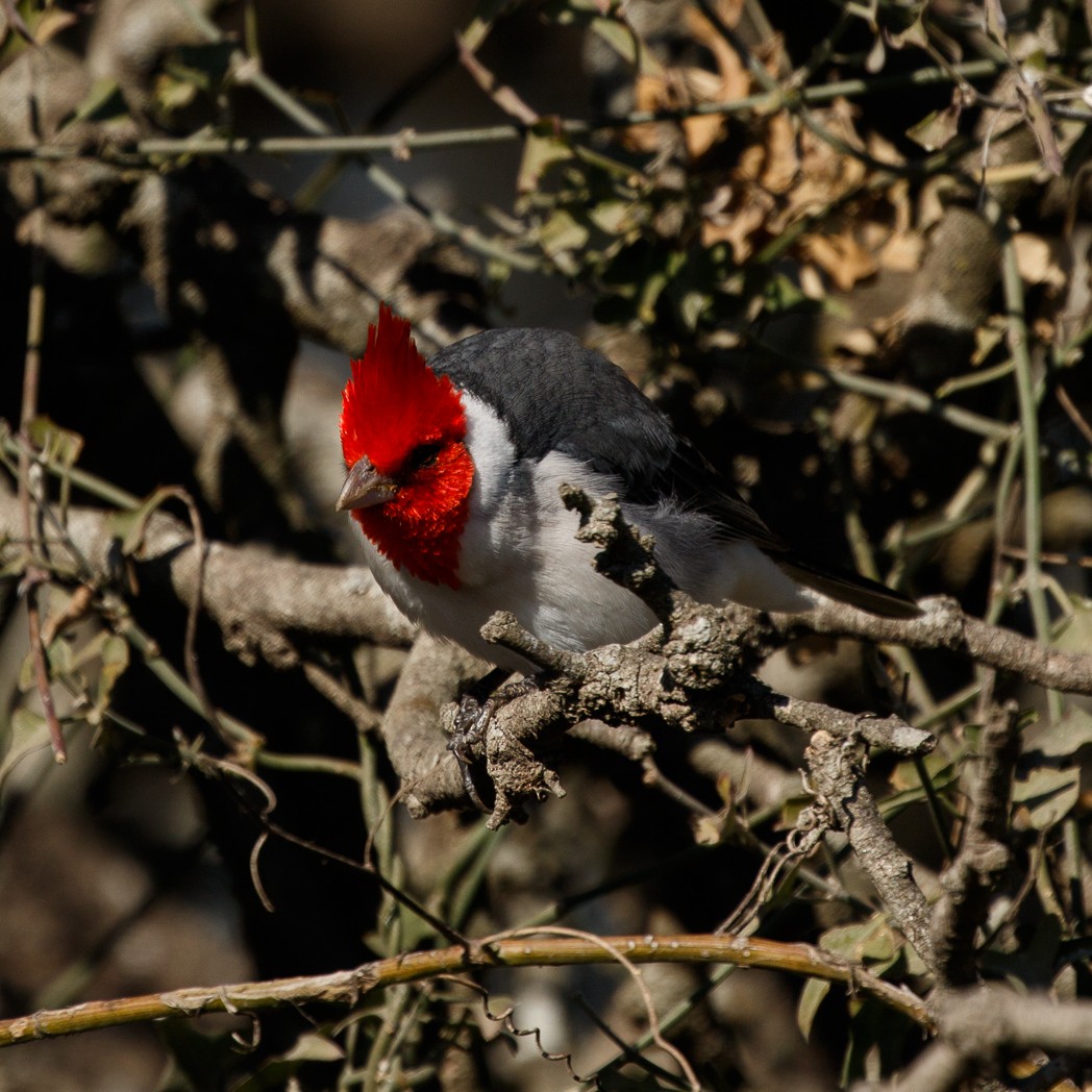 Red-crested Cardinal - ML113923361