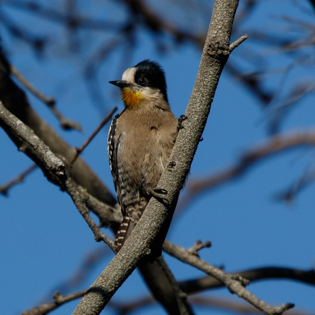 White-fronted Woodpecker - ML113923821