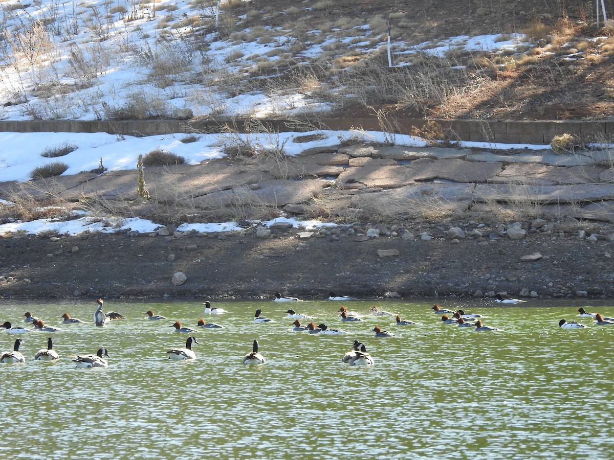 Common Merganser - ML113923841