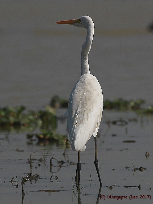 Great Egret - D Dasgupta