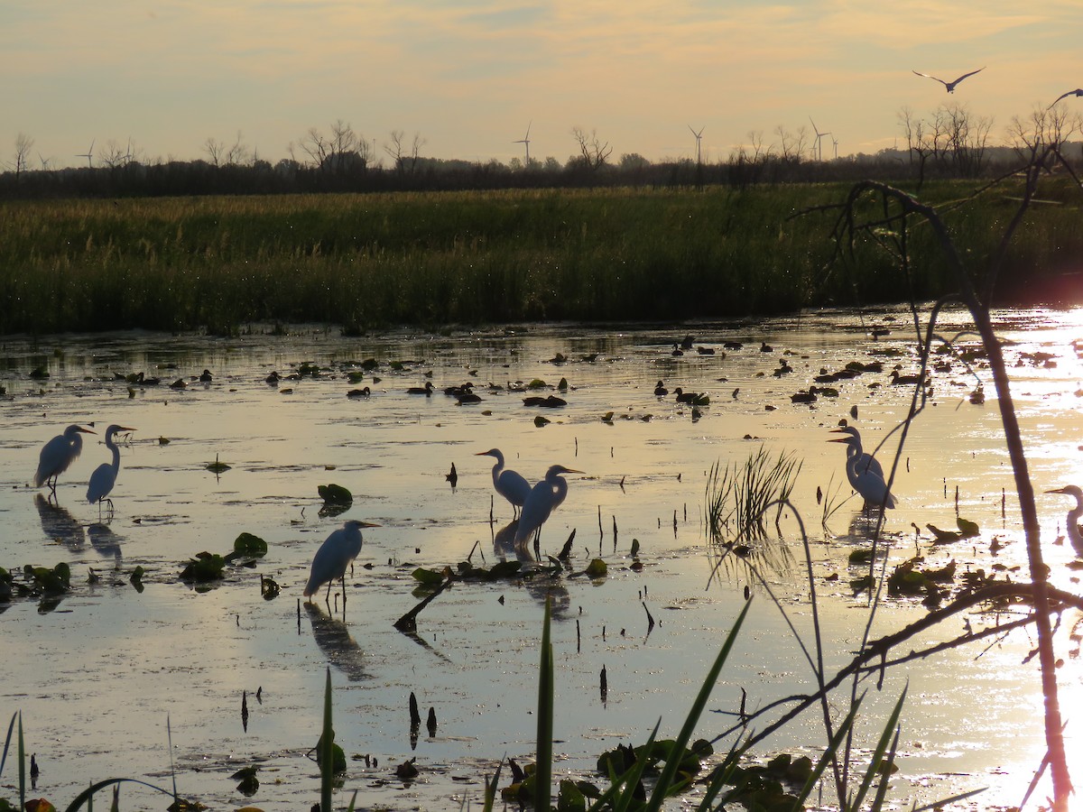 Great Egret - ML113927241