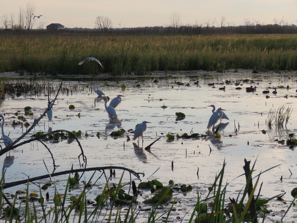 Great Egret - ML113927301