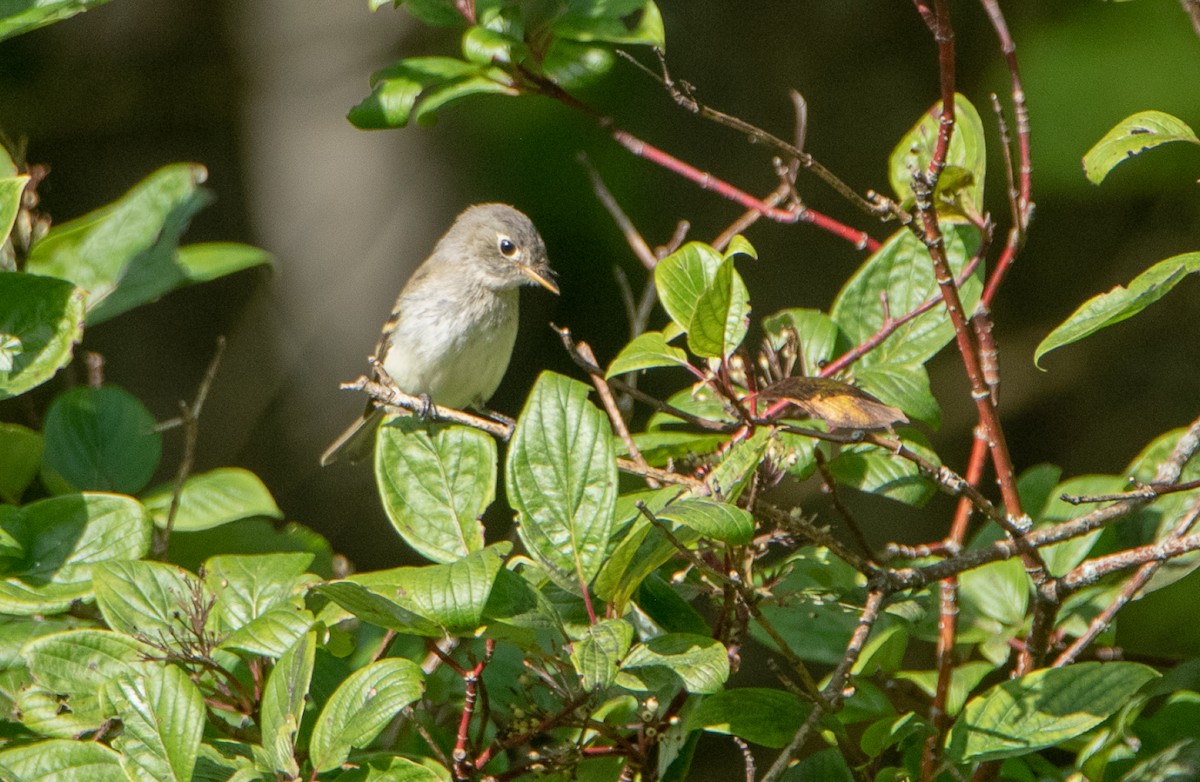 Least Flycatcher - ML113928471