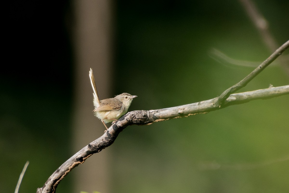 Brown Prinia - ML113929411