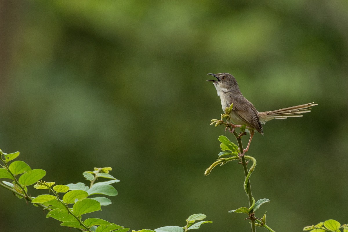 Brown Prinia - Chanon Chirachitmichai