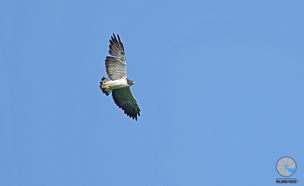 Weißschwanzbussard - ML113931631