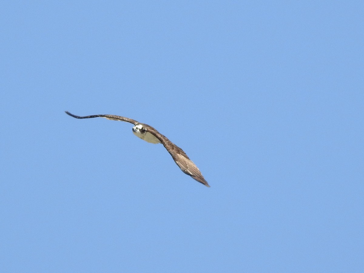 Águila Pescadora - ML113931751