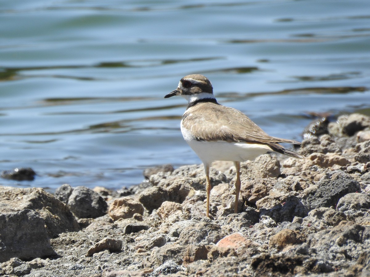 Killdeer - ML113931951