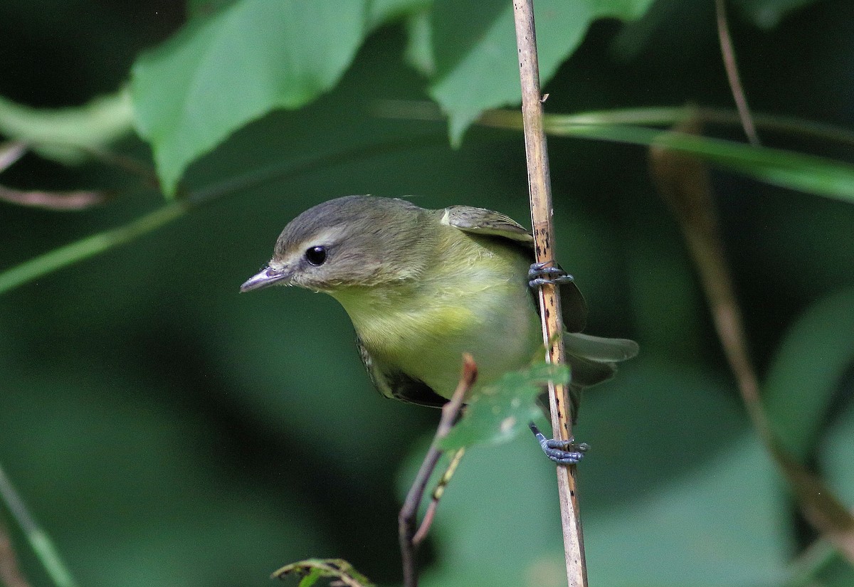 Philadelphia Vireo - John  Cameron