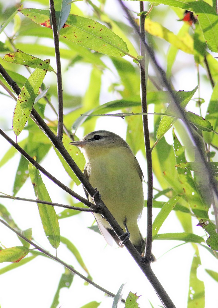 Philadelphia Vireo - John  Cameron