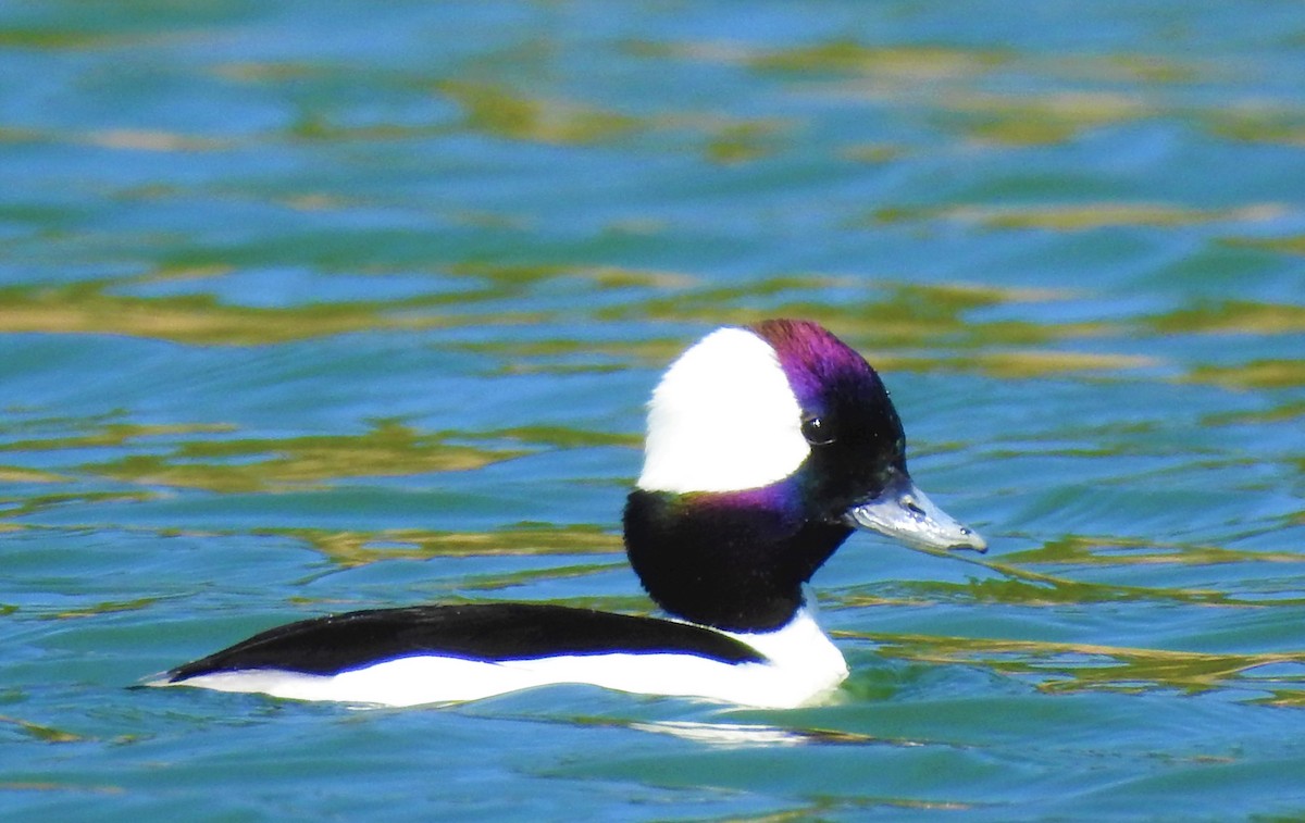 Bufflehead - ML113932261